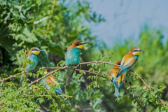 Bijeneter-Bee-eater-Bienenfresser-Merops-apiaster Hungary
