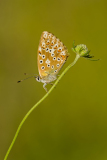 Bleek blauwtje-Chalkhill blue-Silbergrüne Bläuling-Polyommatus coridon Hungary