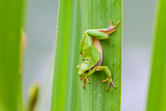 Boomkikker-Common-Treefrog-Europäische Laubfrosch-Hyla-arborea Hungary