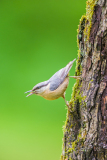 Boomklever-Boomklever-Wood nuthatch-Kleiber-Sitta-europaea Hungary