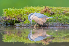 Boomklever-Boomklever-Wood nuthatch-Kleiber-Sitta-europaea Hungary