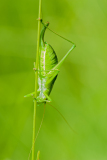 Boomsprinkhaan-Oak bush cricket- Gemeine Eichenschrecke-Meconema thalassinum Hungary
