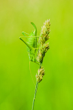 Boomsprinkhaan-Oak bush cricket- Gemeine Eichenschrecke-Meconema thalassinum Hungary