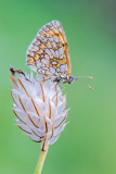 Bosparelmoervlinder-Heath fritillary-Wachtelweizen-Scheckenfalter-Melitaea-athalia Hungary