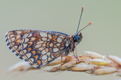 Bosparelmoervlinder-Heath fritillary-Wachtelweizen-Scheckenfalter-Melitaea-athalia Hungary