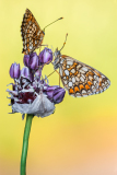 Bosparelmoervlinder-Heath fritillary-Wachtelweizen-Scheckenfalter-Melitaea-athalia Hungary