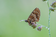 Bosparelmoervlinder-Heath fritillary-Wachtelweizen-Scheckenfalter-Melitaea-athalia Hungary