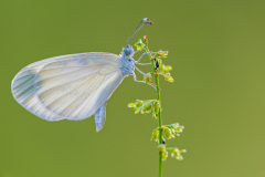 Boswitje-Wood white-Senfweisling-Leptidea-sinapis Hungary