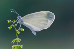 Boswitje-Wood white-Senfweisling-Leptidea-sinapis Hungary