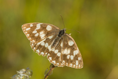 Dambordje-Marbled-White-Schachbrett-Melanargia galathea Hungary