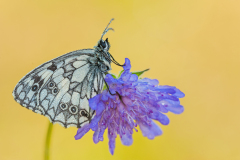 Dambordje-Marbled-White-Schachbrett-Melanargia galathea Hungary