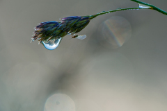 Dauw op gras-Dew on grass-Tau auf dem Gras Hungary