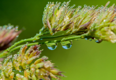Dauw op gras-Dew on grass-Tau auf dem Gras Hungary