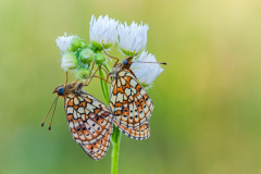 Dubbelstipparelmoervlinder-Twin spot-Fritillary-Saumfleck-Perlmuttfalter-Brenthis hecate Hungary