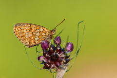Dubbelstipparelmoervlinder-Twin spot-Fritillary-Saumfleck-Perlmuttfalter-Brenthis hecate Hungary
