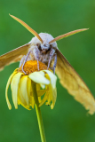 Eikenpijlstaart-Oak hawk moth-Eichenschwärmer-Marumba quercus Hungary