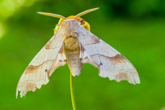 Eikenpijlstaart-Oak hawk moth-Eichenschwärmer-Marumba quercus Hungary