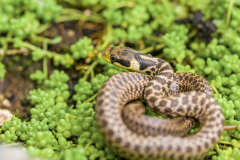 Esculaapslang-Aesculapian snake-Äskulapnatter-Zamenis-longissimus Hungarys