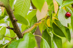 Esculaapslang-Aesculapian snake-Äskulapnatter-Zamenis-longissimus Hungary
