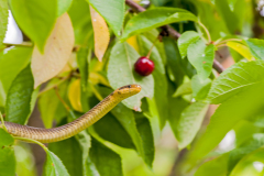 Esculaapslang-Aesculapian snake-Äskulapnatter-Zamenis-longissimus Hungary