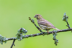 Europese kanarie-European serin-Girlitz-Serinus-serinus Hungary