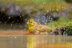 Geelgors-Yellowhammer- Goldammer-Emberizacitrinella Hungary
