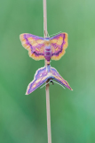 Geelpurperenspanner-Purple bordered gold-Purpurstreifen-Zwergspanner-Idaea muricata Hungary