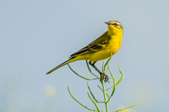 Gele kwikstaart-Yellow wagtail-Schafstelze-Motacilla flava Hungary