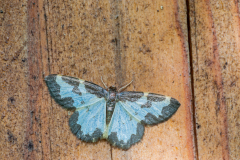 Gerande spanner-Clouded border-Vogelschmeiß-Spanner-Lomaspilis marginata Hungary