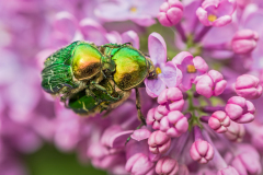 Gouden tor-Rose chafer-Goldglänzende Rosenkäfer-Cetonia aurata Hungary
