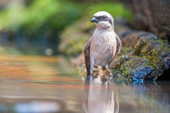 Grauwe klauwier-Red backed shrike-Neuntöter-Lanius collurio Hungary