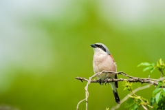 Grauwe klauwier-Red backed shrike-Neuntöter-Lanius collurio Hungary