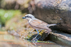 Grauwe klauwier-Red backed shrike-Neuntöter-Lanius collurio Hungary