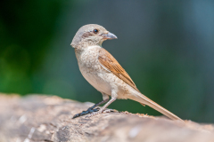 Grauwe klauwier-Red backed shrike-Neuntöter-Lanius collurio Hungary