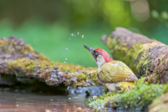 Groene specht-Green-woodpecker-Grünspecht-Picus viridis Hungary
