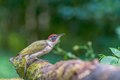Groene specht-Green-woodpecker-Grünspecht-Picus viridis Hungary