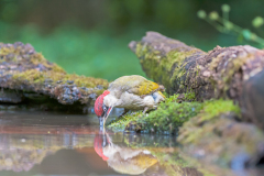 Groene specht-Green-woodpecker-Grünspecht-Picus viridis Hungary