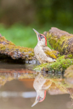 Groene specht-Green-woodpecker-Grünspecht-Picus viridis Hungary