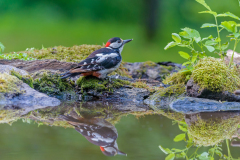 Grote bonte specht-Great spotted woodpecker-buntspecht-Dedrocopos-major Hungary