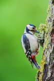 Grote bonte specht-Great spotted woodpecker-Buntspecht-Dedrocopos-major Hungary