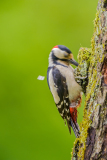 Grote bonte specht-Great spotted woodpecker-Buntspecht-Dedrocopos-major Hungary