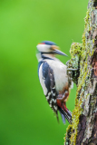 Grote bonte specht-Great spotted woodpecker-Buntspecht-Dedrocopos-major Hungary