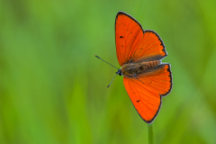 Grote vuurvlinder-Large copper-Große Feuerfalter-Lycaena dispar Hungary