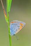 Grote vuurvlinder-Large copper-Große Feuerfalter-Lycaena dispar Hungary