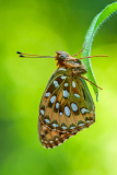 Grote parelmoervlinder-Dark green-fritillary-Große Perlmuttfalter-Argynnis-aglaja Hungary