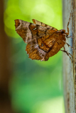 Halvemaanvlinder-Purple thorn-Violettbraune Mondfleckspanner-Selenia tetralunaria Hungary