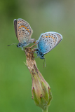 Heideblauwtje-Silver-studded blue-Geisklee-Blauling-Plebejus argus Hungary