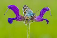 Heideblauwtje-Silver-studded blue-Geisklee-Blauling-Plebejus argus Hungary