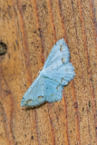 Kantstipspanner-Lace border-Scopula ornata Hungary