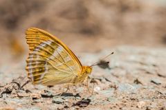 Keizersmantel-Silver washed fritillary-Kaisermantel-Argynnis paphia Hungary